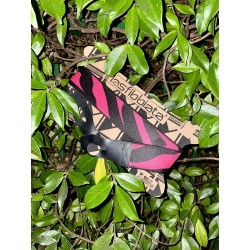 Zebra fuksia